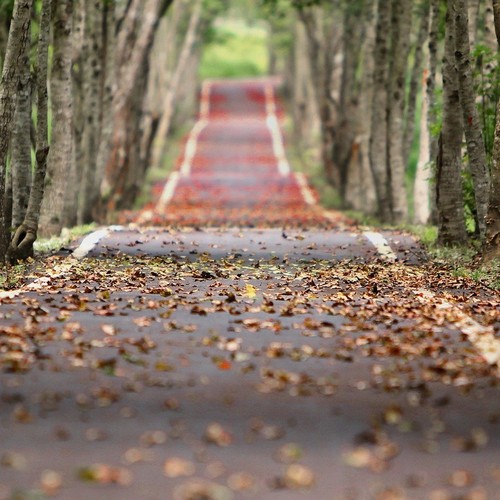 herbstliche Allee
