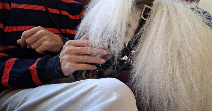 Die Hände eines älteren Mannes streicheln den Kopf eines Ponys