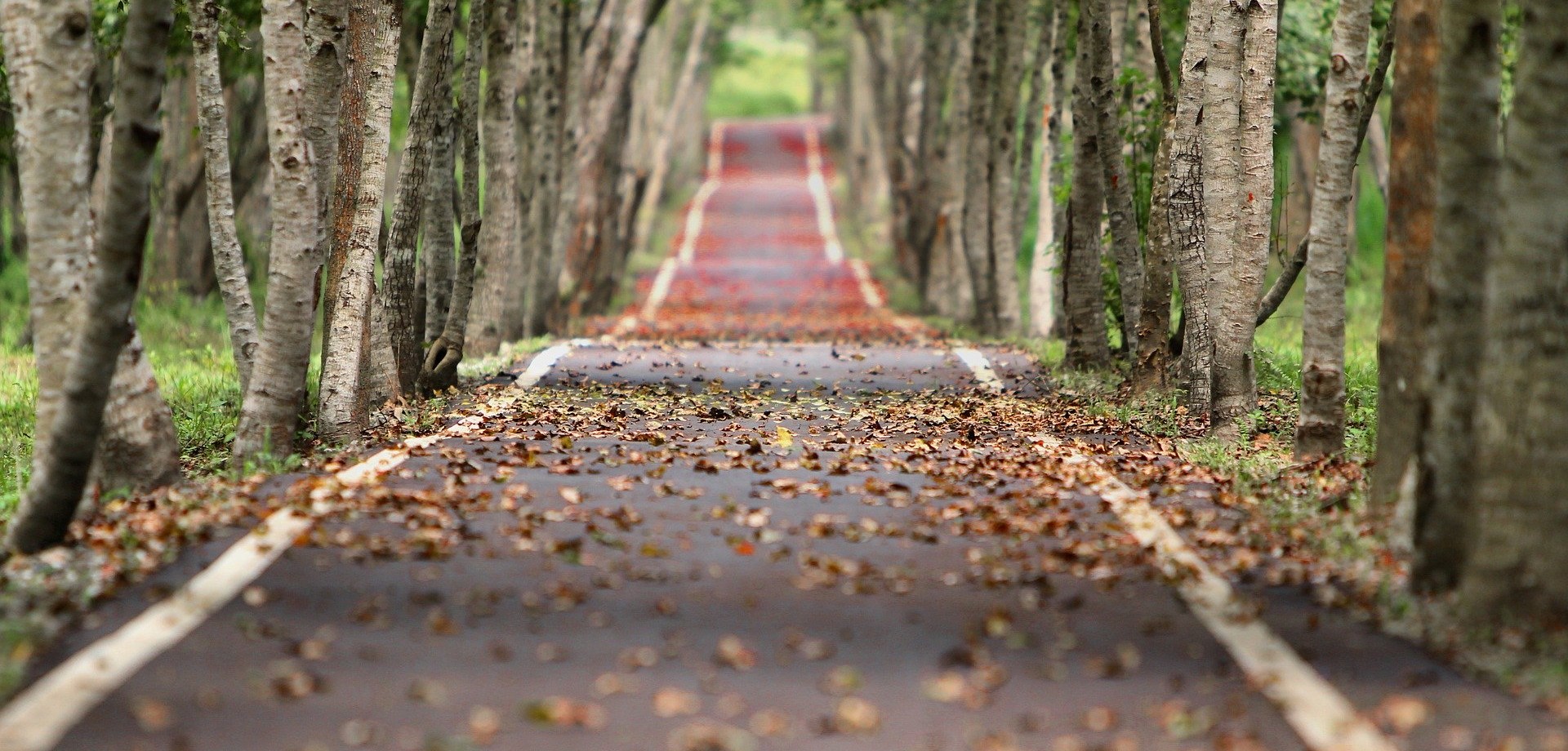 Alleestraße im Herbst