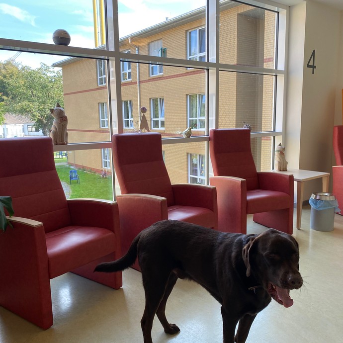 Vier rote Sessel stehen vor einem großen Fenster. Davor steht ein Labrador-Hund (vergrößerte Bildansicht wird geöffnet)